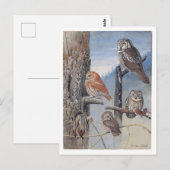 Carte postale vintage de hibou (Devant / Derrière)