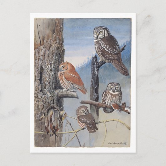 Carte postale vintage de hibou (Devant)