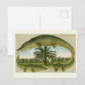 Carte postale vintage de l'alligator (Devant / Derrière)