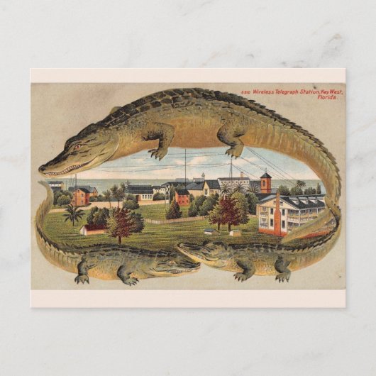 Carte postale vintage de l'alligator de Key West (Devant)