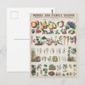 Carte postale Vintage de Plante de fruits (Devant / Derrière)