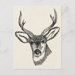 Carte Postale Vintage Deer