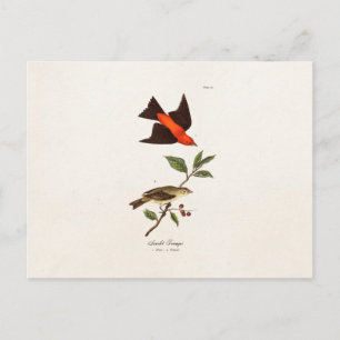 Carte Postale Vintage des années 1800 Scarlet Tanager Oiseaux d'