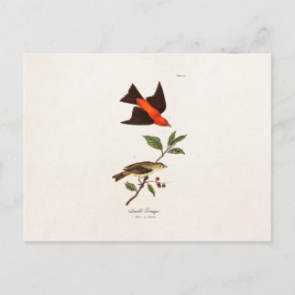 Carte Postale Vintage des années 1800 Scarlet Tanager Oiseaux d'