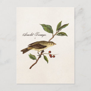 Carte Postale Vintage des années 1800 Scarlet Tanager Oiseaux d'