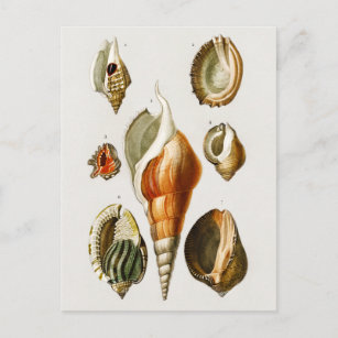 Carte Postale Vintage Différents types de mollusques coquilles