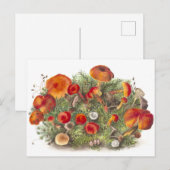 Carte postale vintage d'illustration botanique (Devant / Derrière)