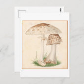 Carte postale vintage d'illustration botanique (Devant / Derrière)