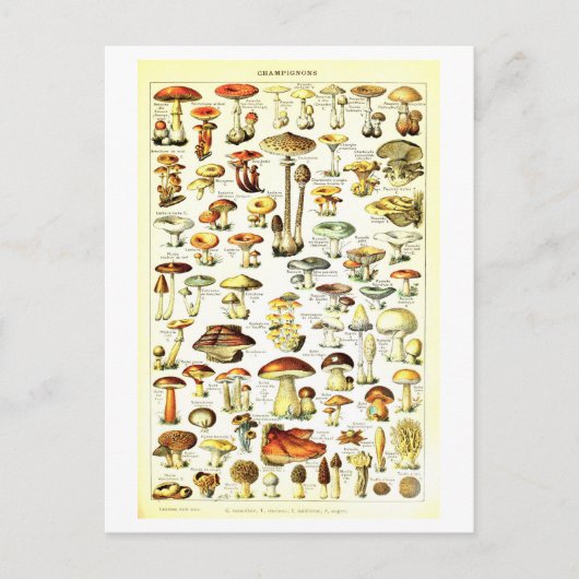 Carte postale vintage d'illustration botanique (Devant)