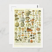 Carte postale vintage d'illustration botanique (Devant / Derrière)