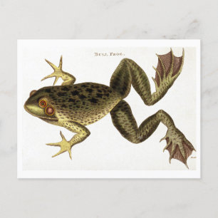 Carte postale vintage d'illustration de grenouille
