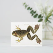 Carte postale vintage d'illustration de grenouille (Debout devant)