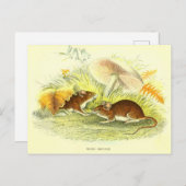 Carte postale vintage d'illustration de la souris (Devant / Derrière)