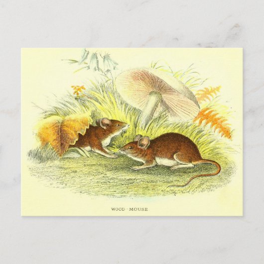 Carte postale vintage d'illustration de la souris (Devant)