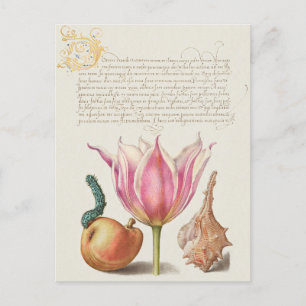 Carte postale vintage d'illustrations botaniques
