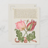 Carte postale vintage d'illustrations botaniques (Devant / Derrière)