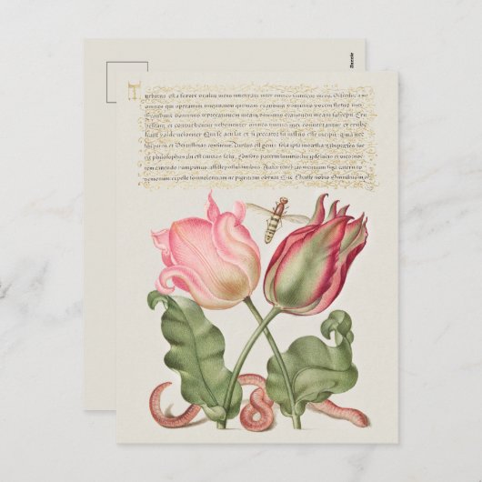 Carte postale vintage d'illustrations botaniques (Devant / Derrière)