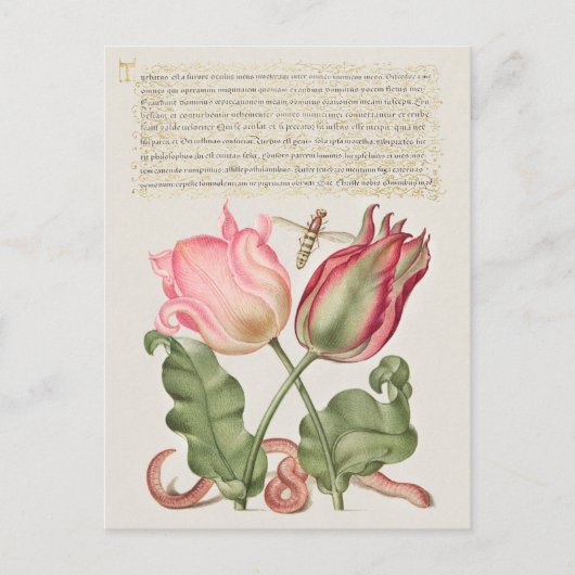 Carte postale vintage d'illustrations botaniques (Devant)