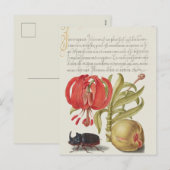 Carte postale vintage d'illustrations botaniques (Devant / Derrière)