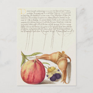 Carte postale vintage d'illustrations botaniques