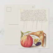 Carte postale vintage d'illustrations botaniques (Devant / Derrière)