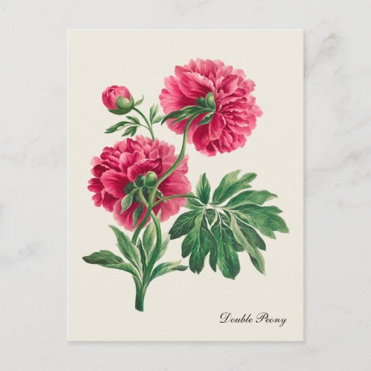 Carte postale vintage Double Peony (Devant)