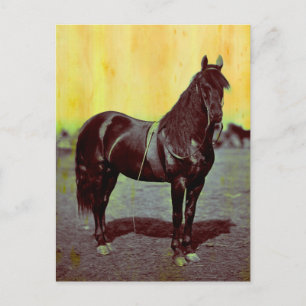 Carte postale vintage du cheval de l'Union de la g