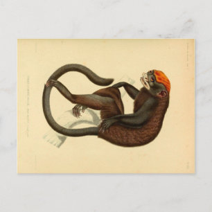Carte postale vintage du singe Tamarin avec sourir