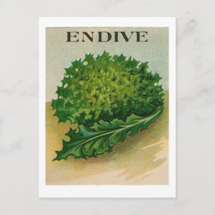 Carte postale vintage endive seed paquet