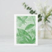 Carte Postale Vintage Entomology (Debout devant)