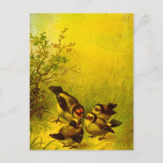 Carte postale vintage Éperviers peints (Devant)