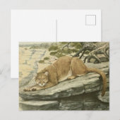 Carte Postale Vintage Felis Couguar (Lion de Montagne) (Devant / Derrière)