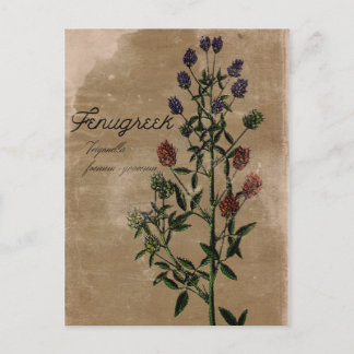 Carte postale vintage Fenugrec Herbe