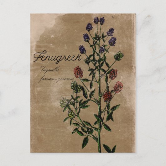 Carte postale vintage Fenugrec Herbe (Devant)