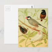 Carte Postale vintage finition et moineau (Devant / Derrière)