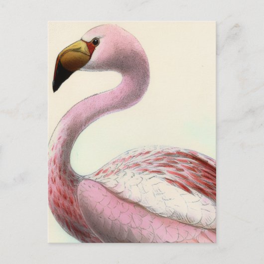 Carte Postale Vintage Flamingo (Devant)