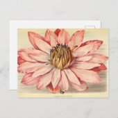 Carte Postale Vintage Floral Art rose (Devant / Derrière)