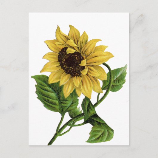 Carte postale vintage florale jaune tournesol (Devant)