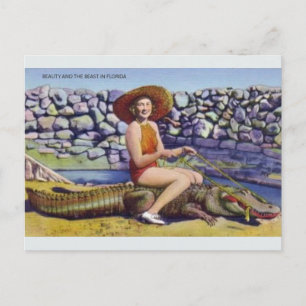 Carte postale vintage Florida Alligator