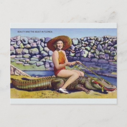 Carte postale vintage Florida Alligator (Devant)