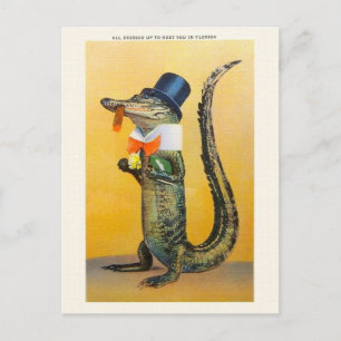 Carte postale vintage Florida Alligator