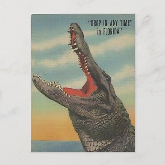 CARTE POSTALE vintage FLORIDA ALLIGATOR (Devant)