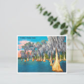 Carte postale vintage Florida Cypress Trees Travel (Debout devant)