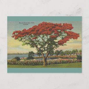 Carte Postale Vintage Florida Royal Poinciana Tree
