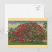Carte postale vintage Florida Royal Poinciana Tree (Devant / Derrière)