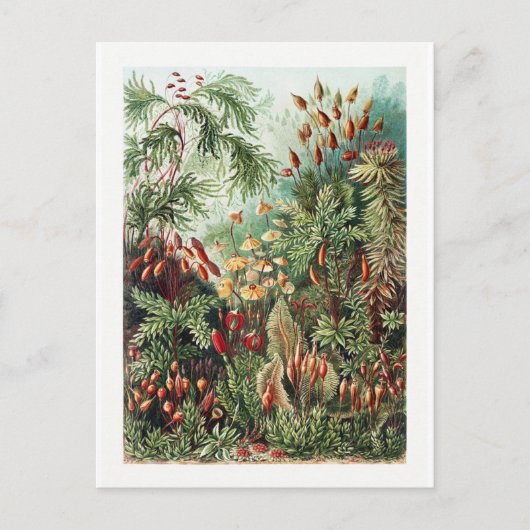 Carte postale Vintage Forêt sauvage exotique Fleur (Devant)