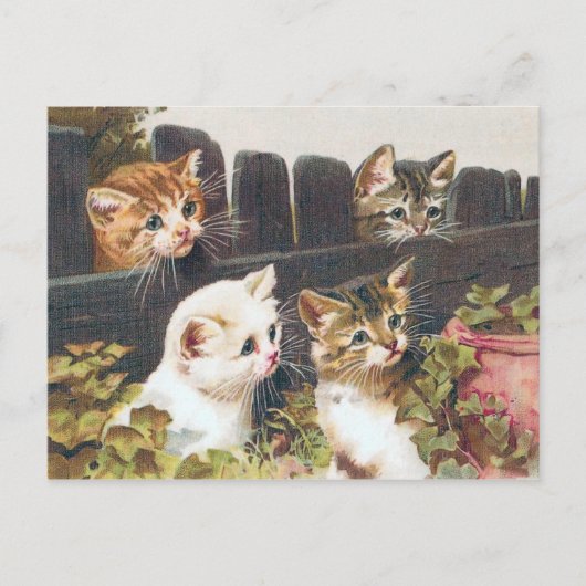 Carte Postale vintage "Four Kittens" (Devant)