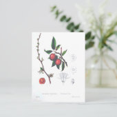 Carte Postale Vintage Fruit Cerises Botanique Imprimer (Debout devant)