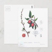 Carte Postale Vintage Fruit Cerises Botanique Imprimer (Devant / Derrière)
