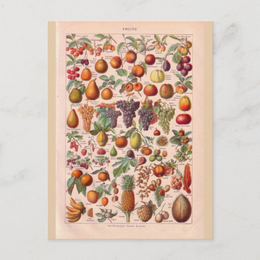 Carte Postale Vintage fruit historique (Devant)